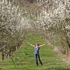 Kirschblüte ... ENDLICH :-)