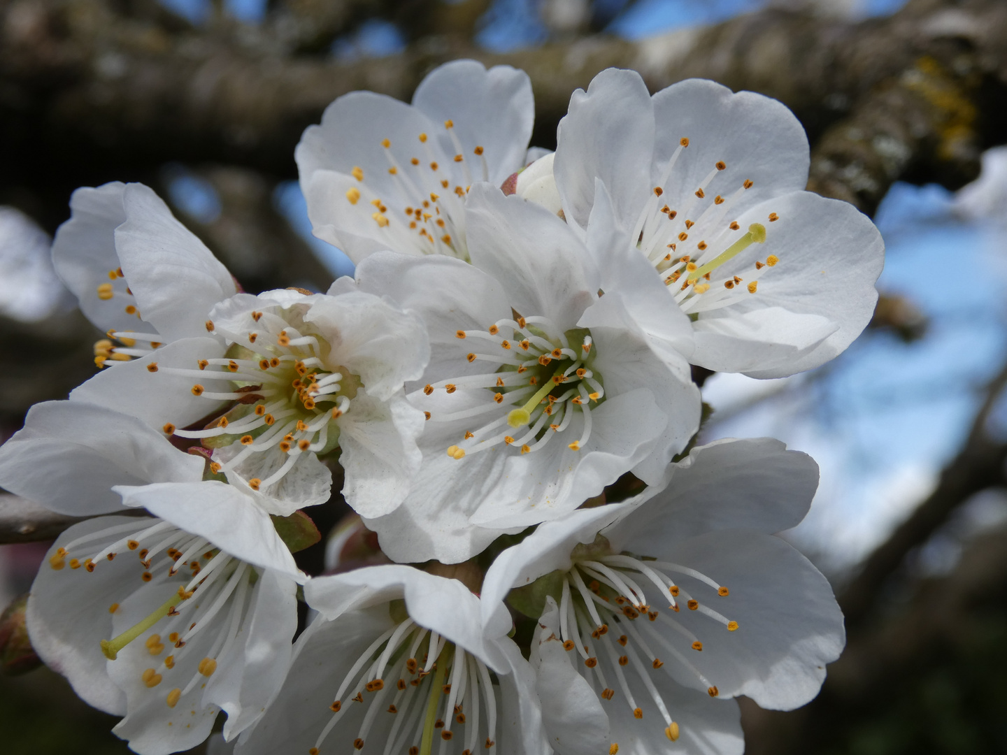 Kirschblüte 