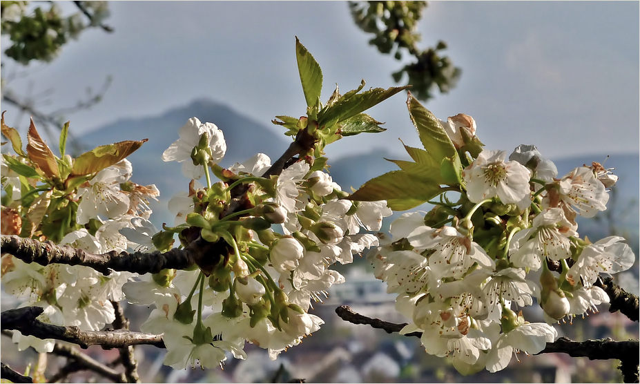 Kirschblüte