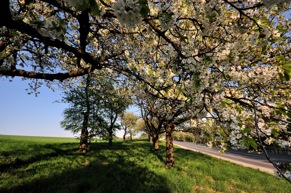 .....................:::::::::::::::::: Kirschblüte :::::::::::::::::.........................