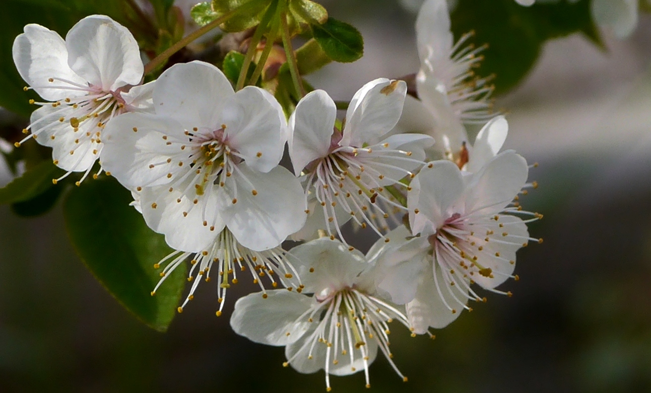 Kirschblüte