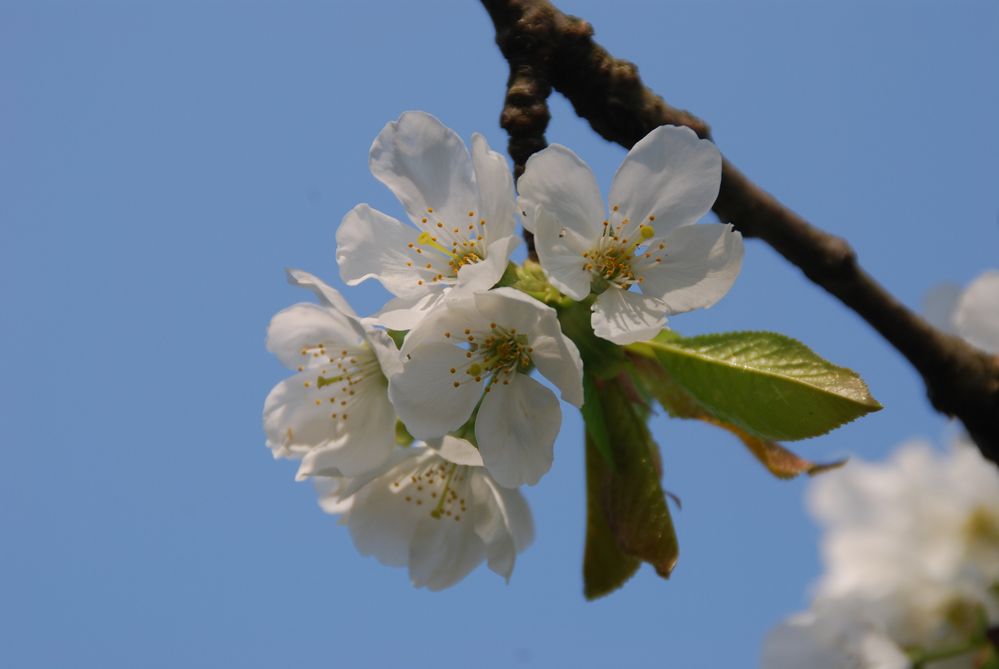 Kirschblüte