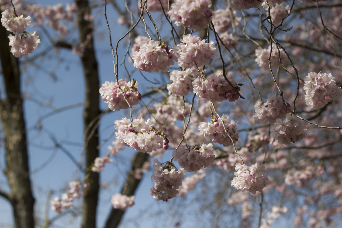 Kirschblüte