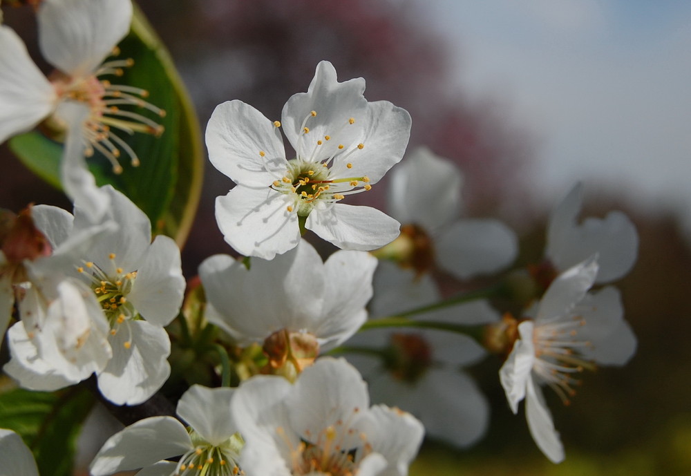 Kirschblüte