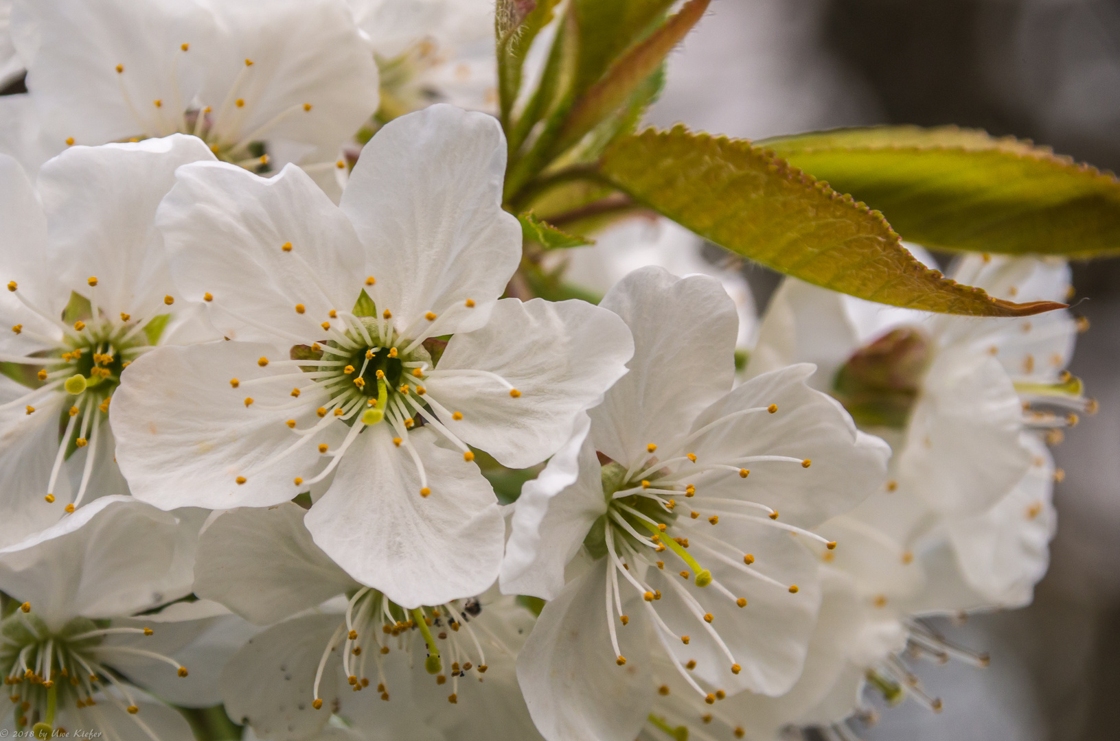 Kirschblüte