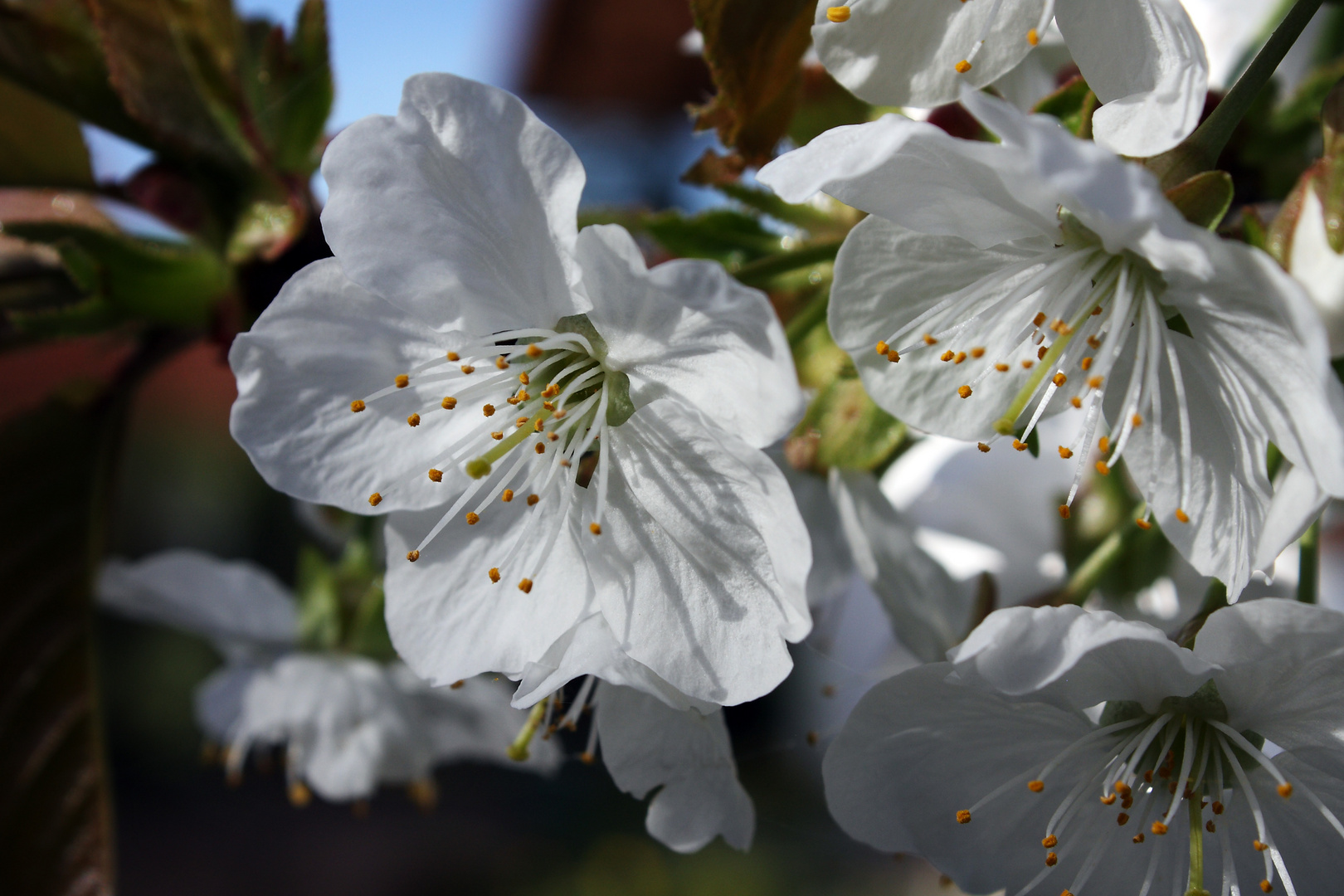 Kirschblüte