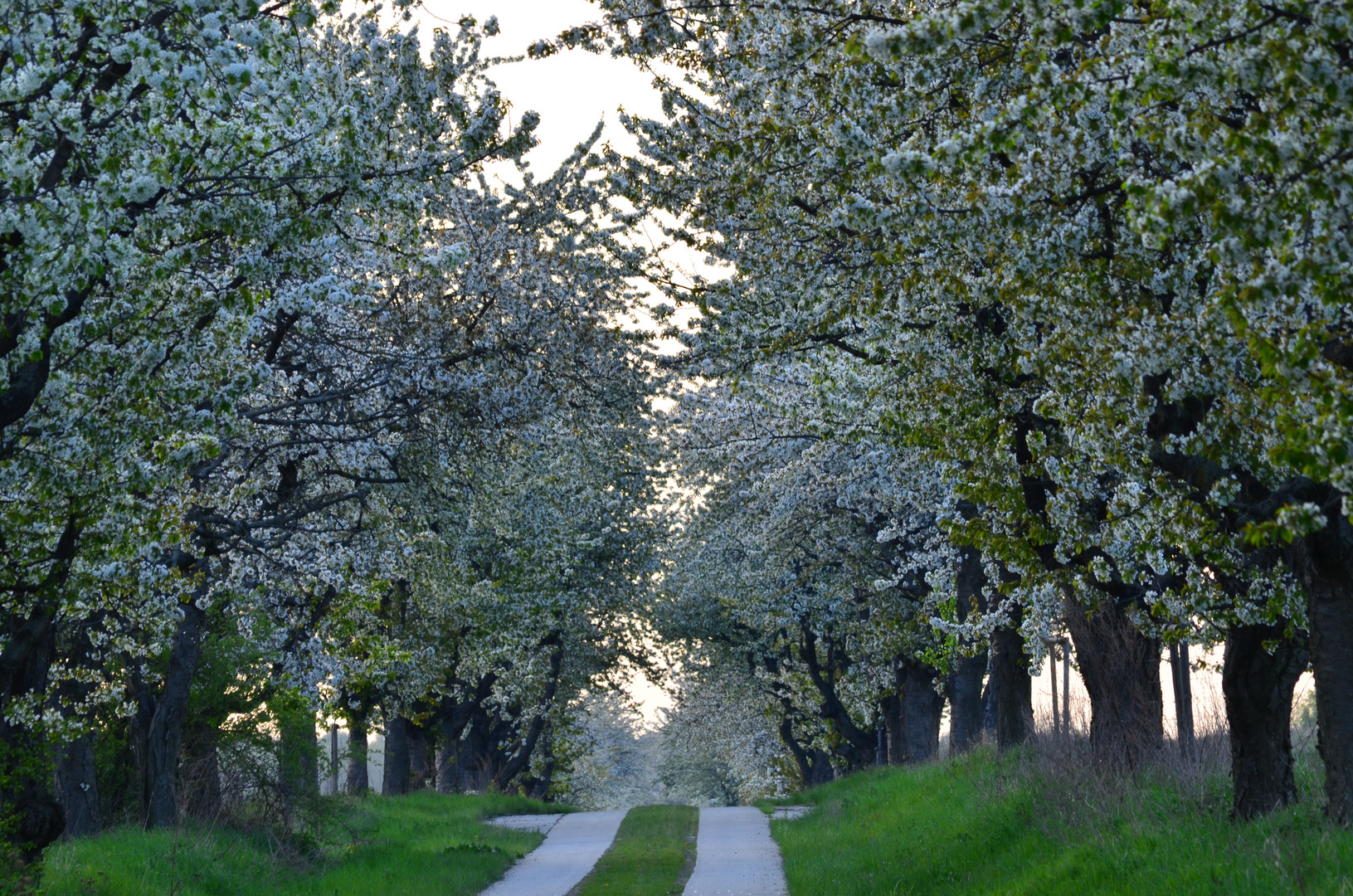 Kirschblüte...