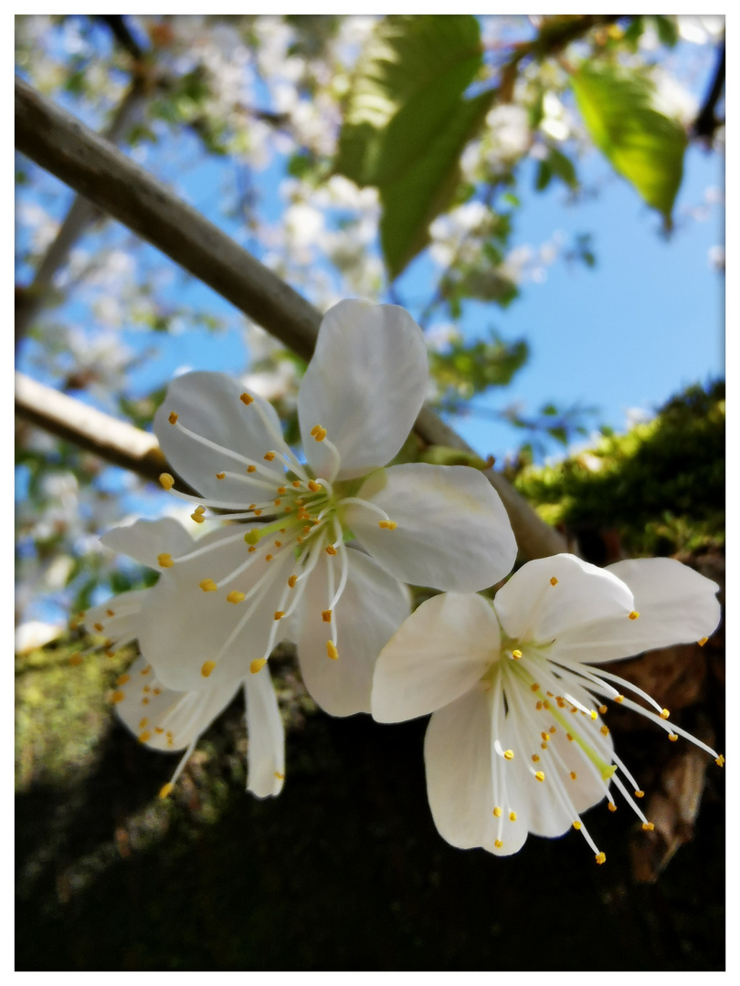 Kirschblüte  