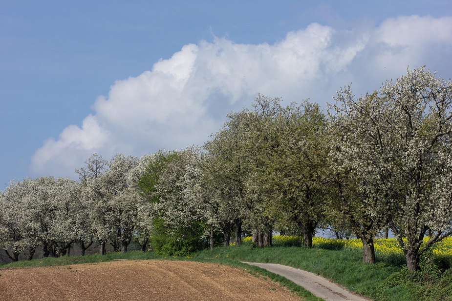 Kirschblüte