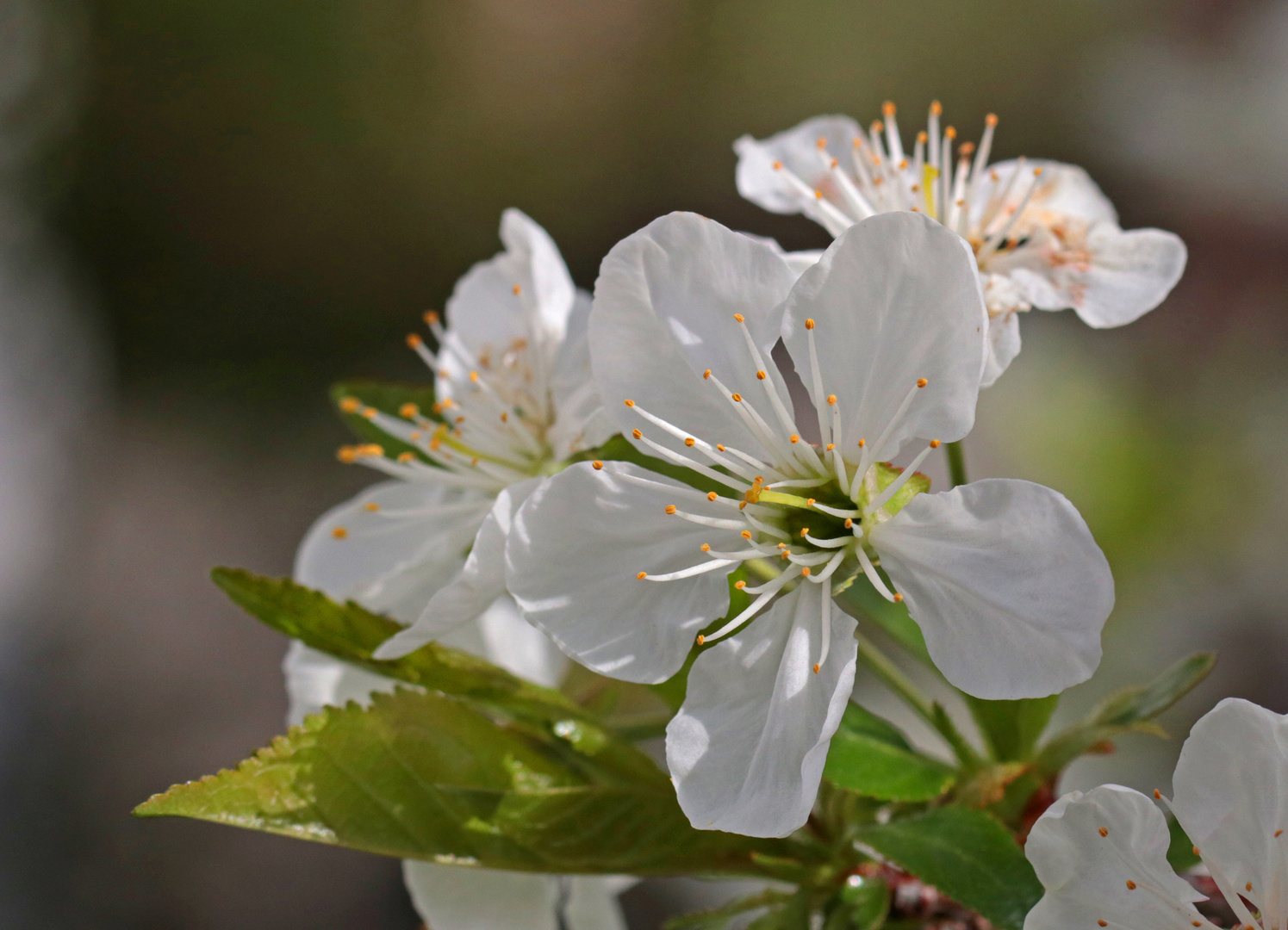 Kirschblüte