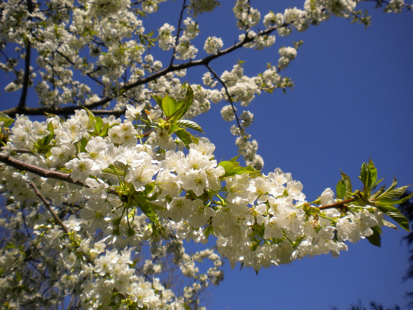 Kirschblüte