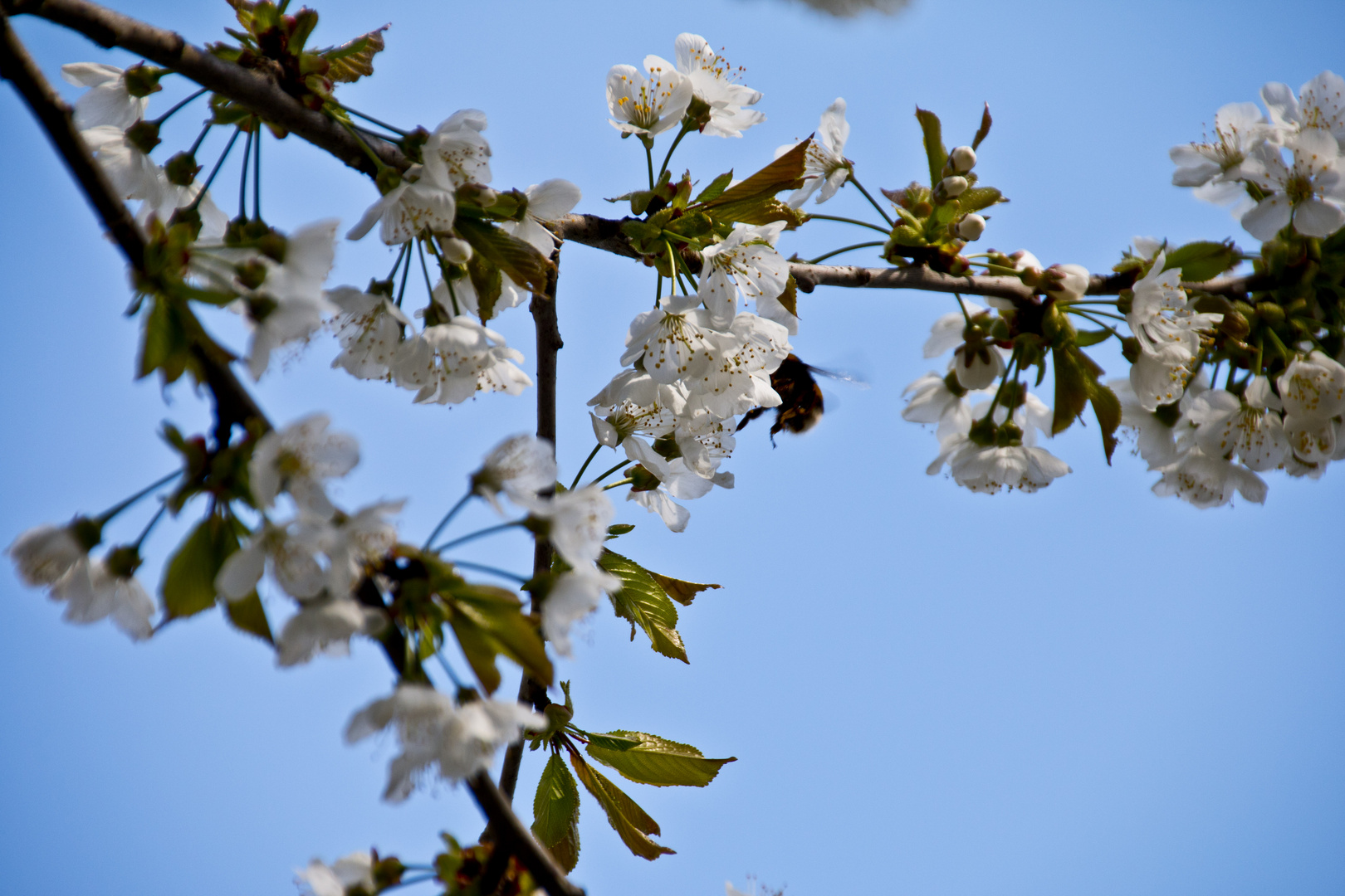 Kirschblüte