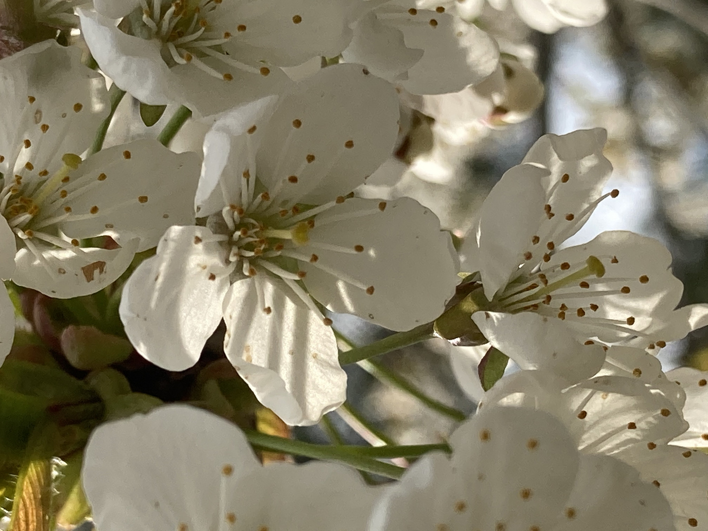 Kirschblüte 