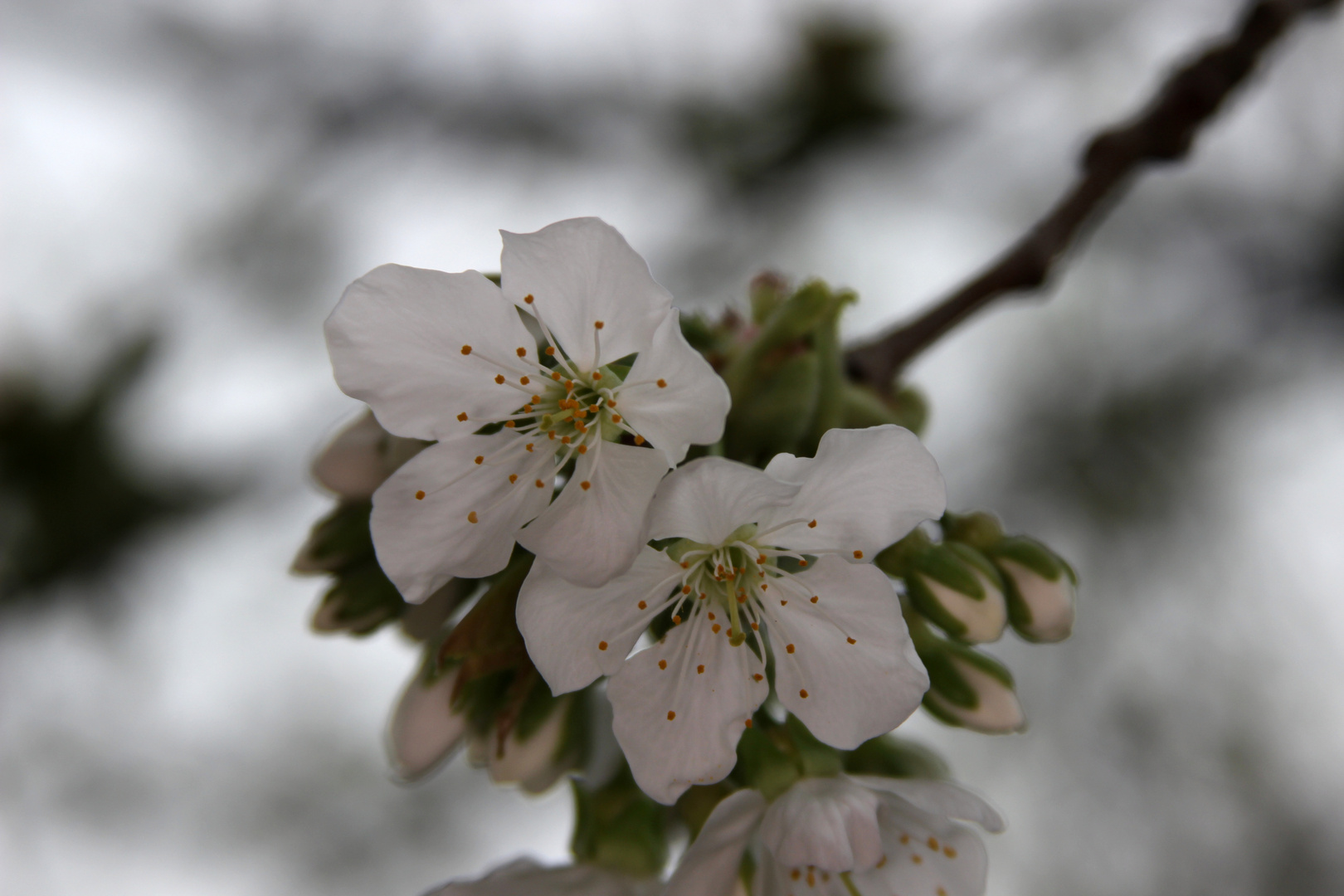 Kirschblüte