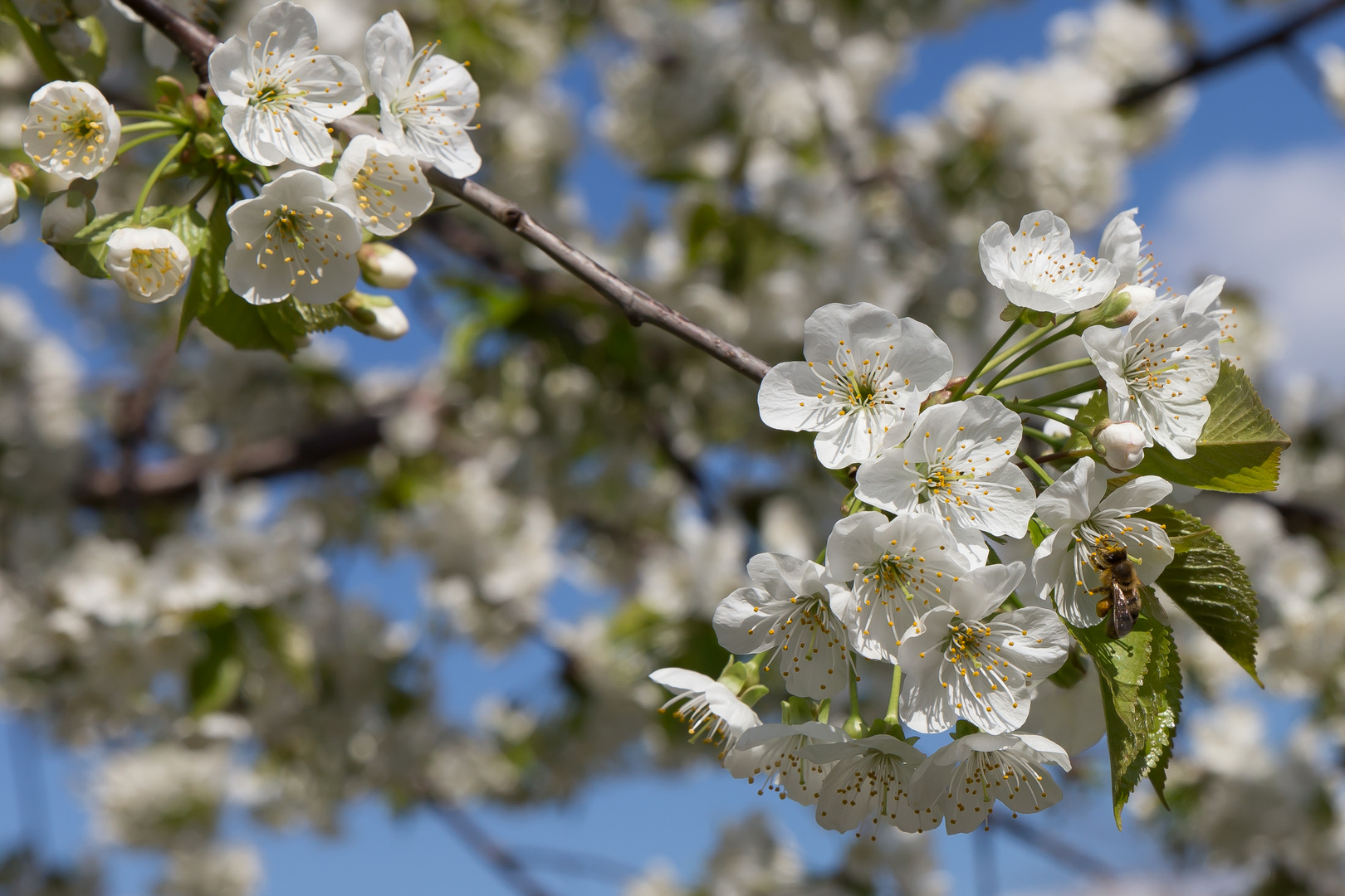 Kirschblüte