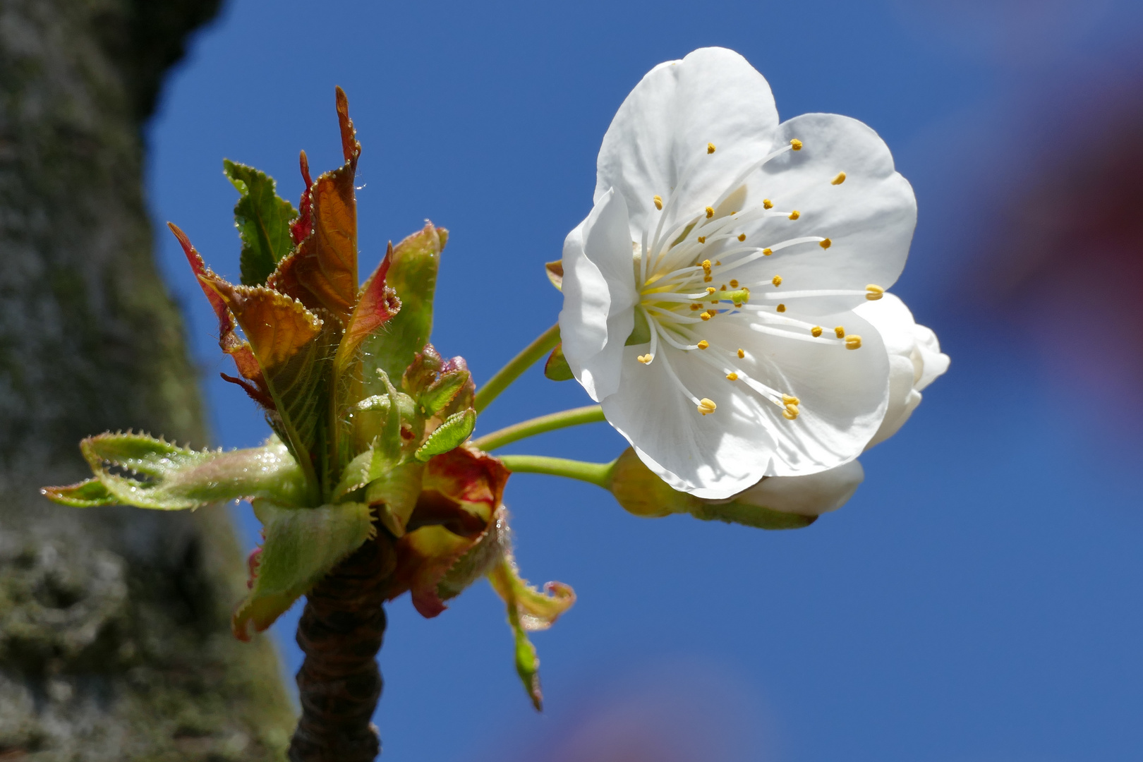 Kirschblüte