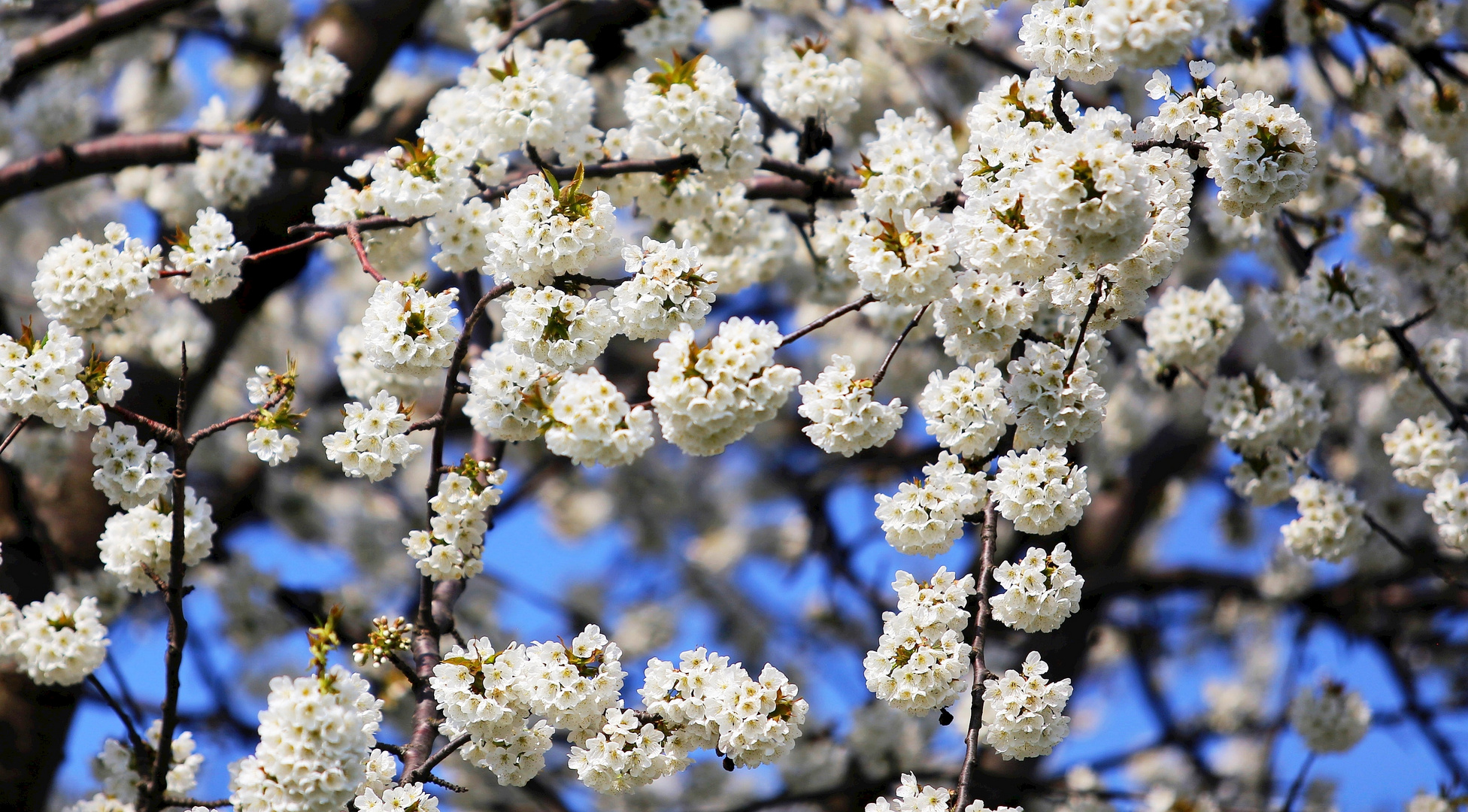 # Kirschblüte