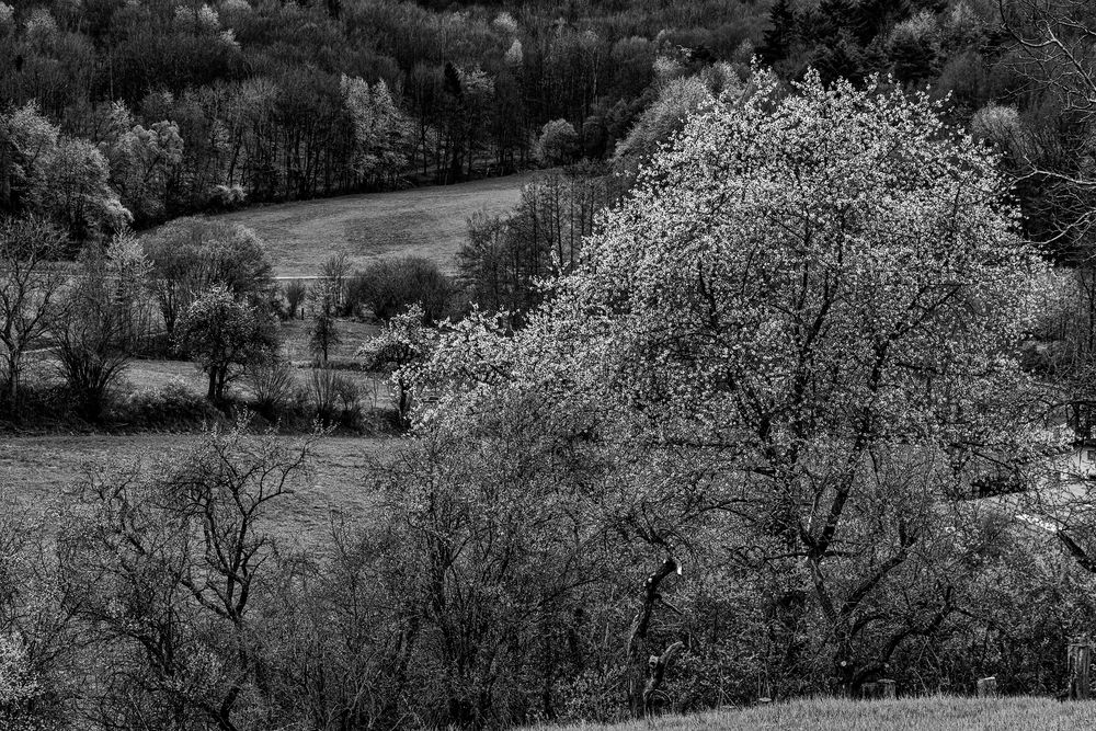 Kirschblüte