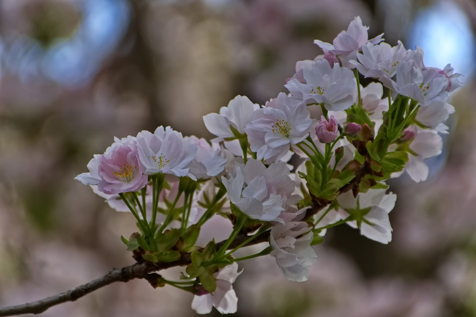 Kirschblüte