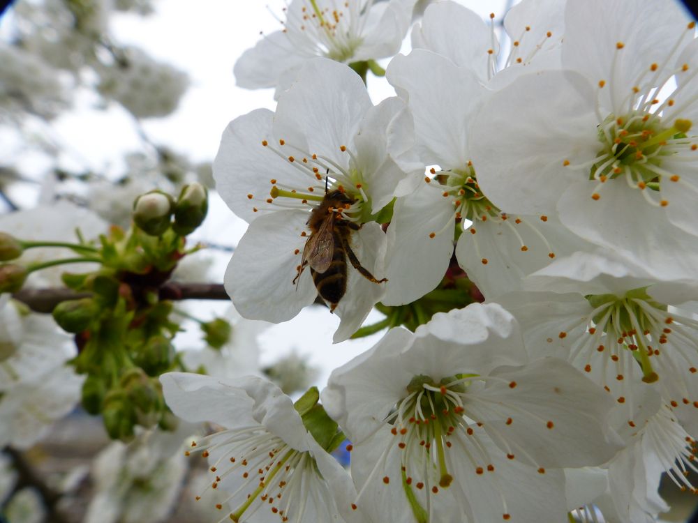 Kirschblüte