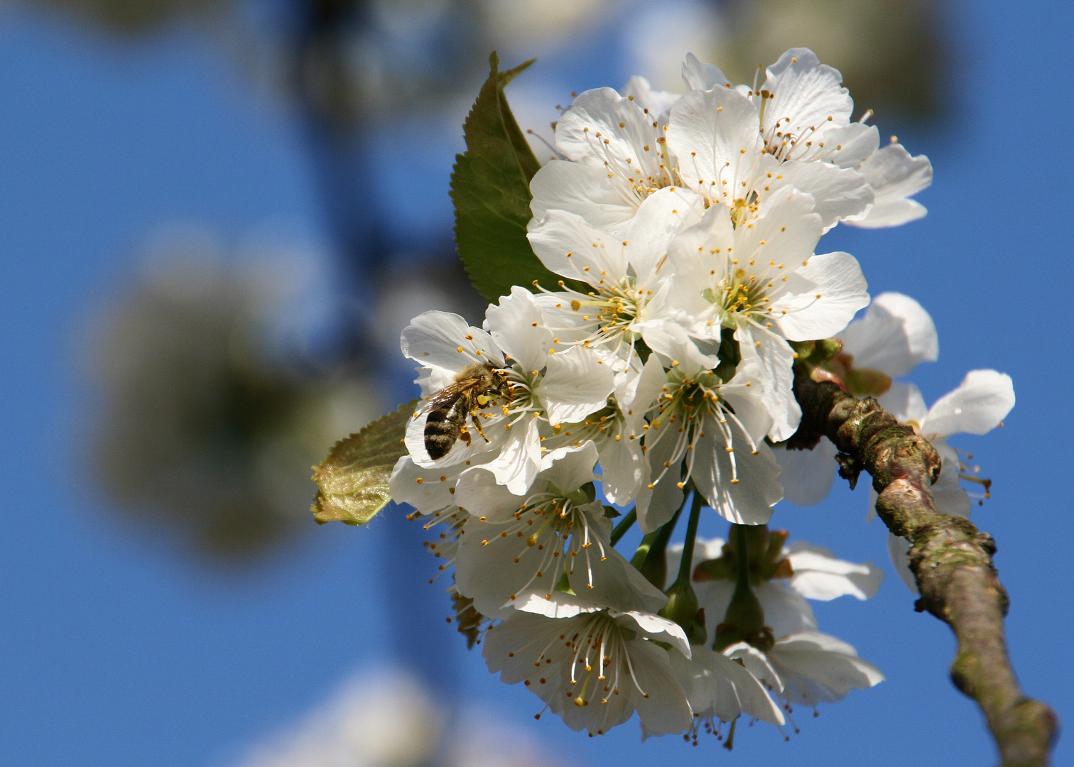 Kirschblüte