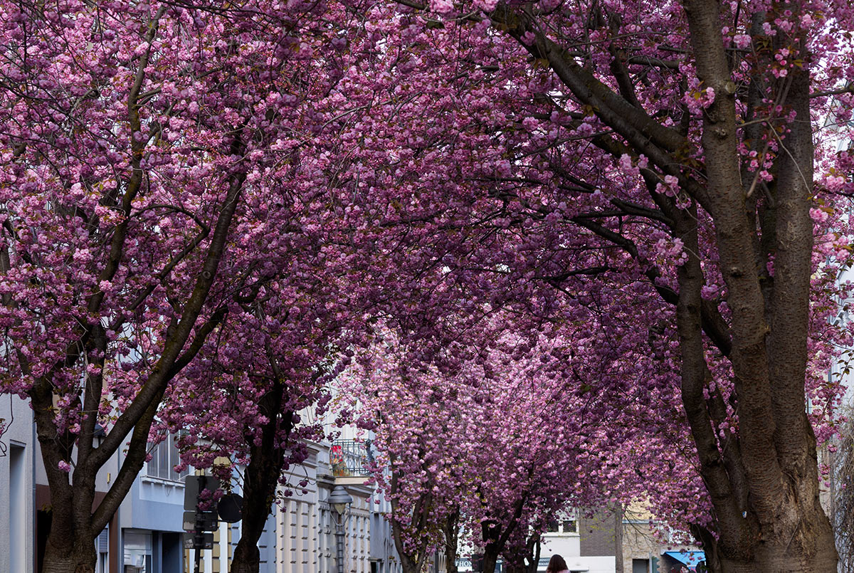 Kirschblüte