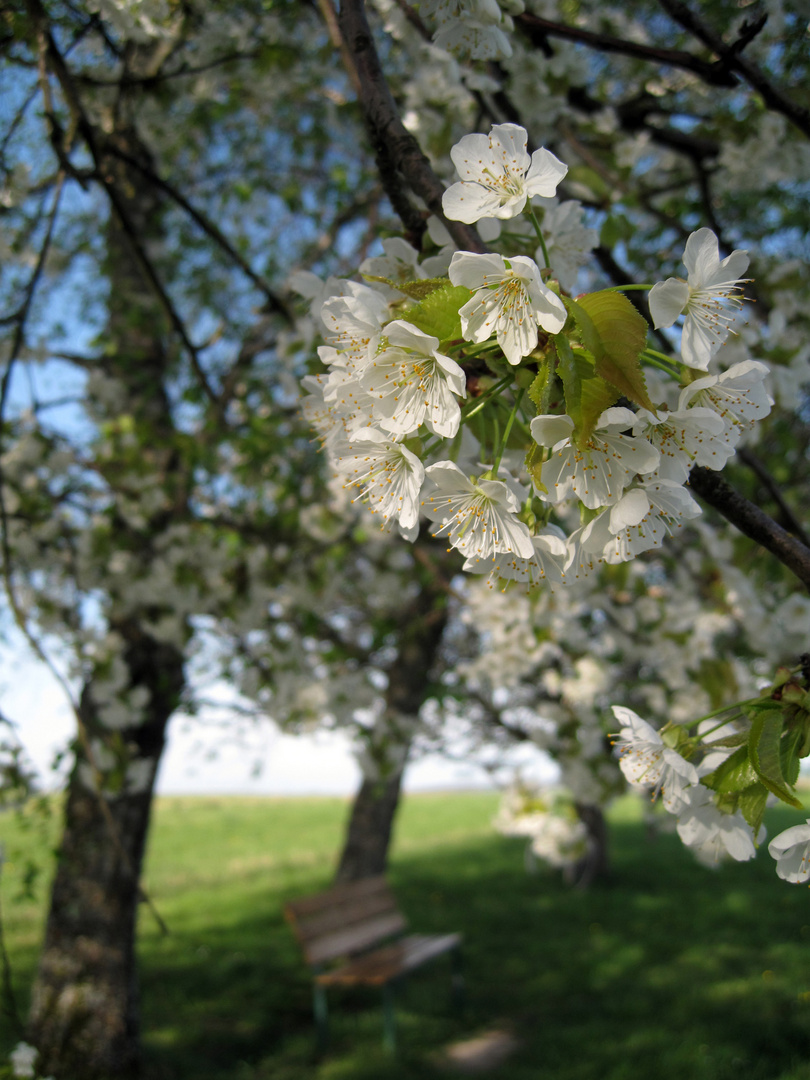 Kirschblüte