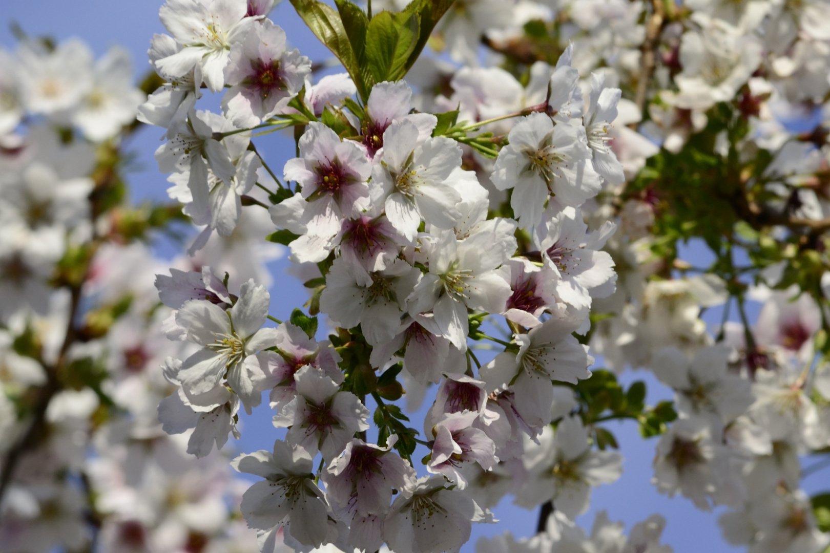 Kirschblüte