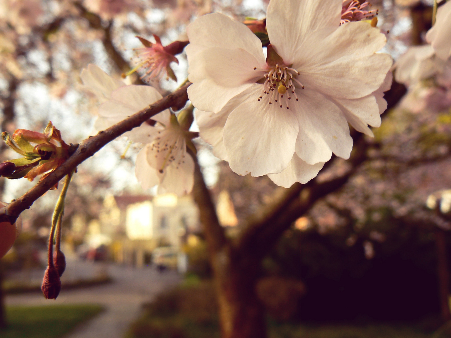 Kirschblüte