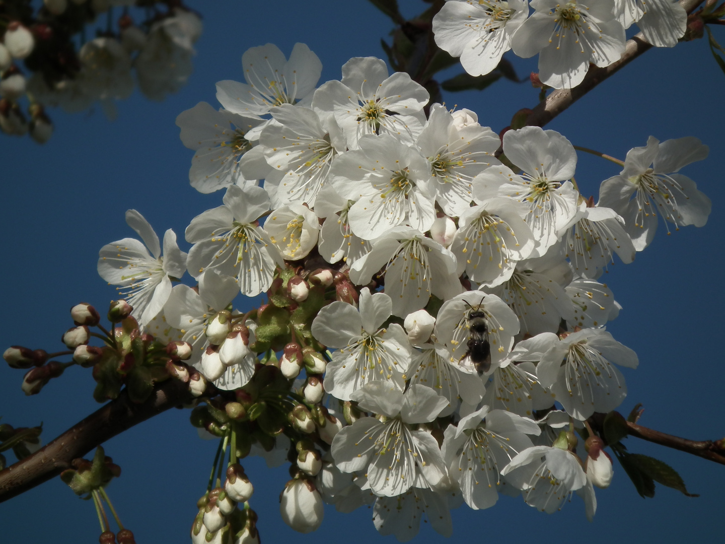 Kirschblüte