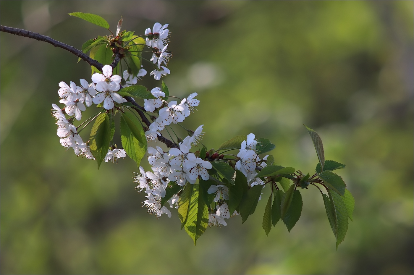 Kirschblüte