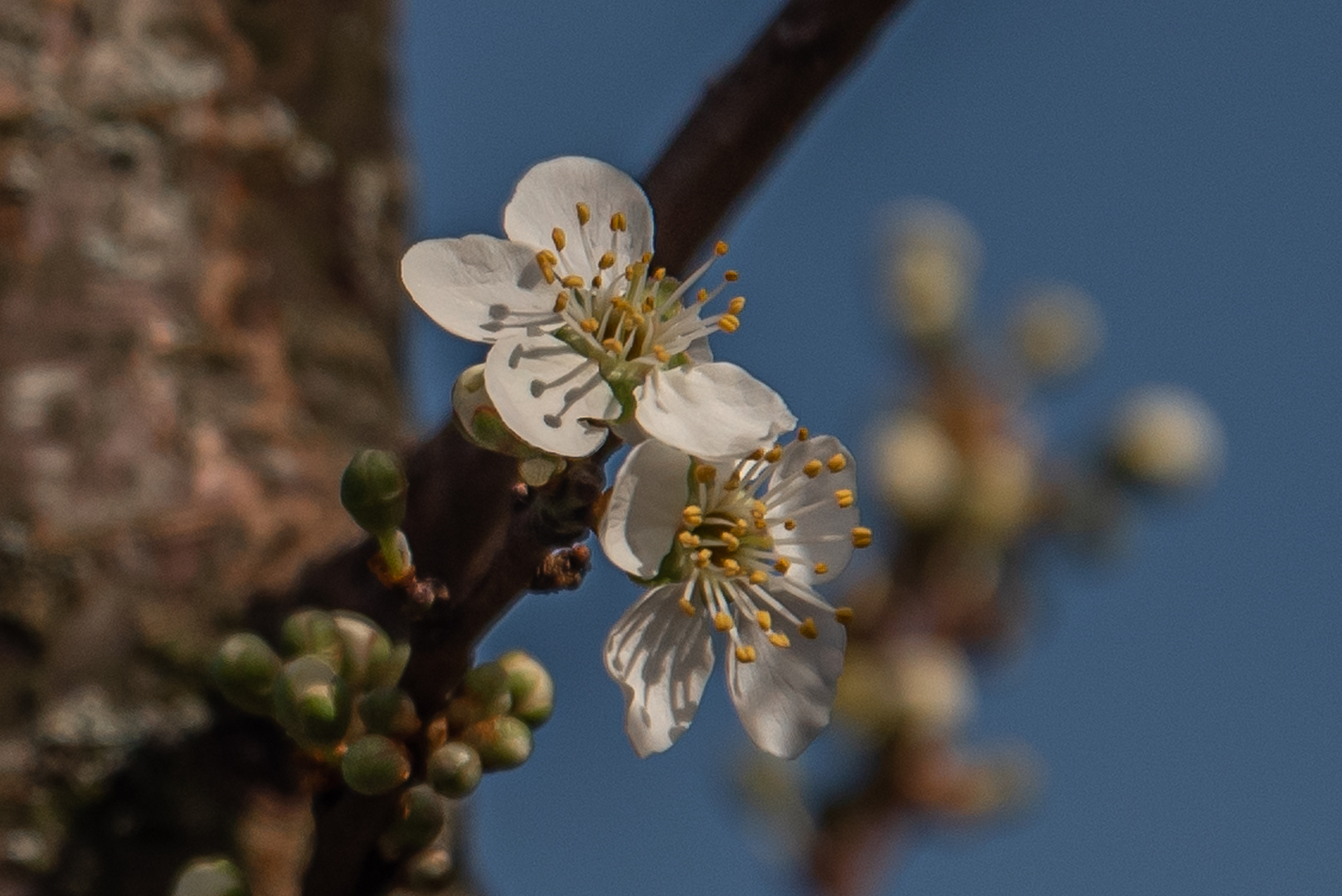 Kirschblüte