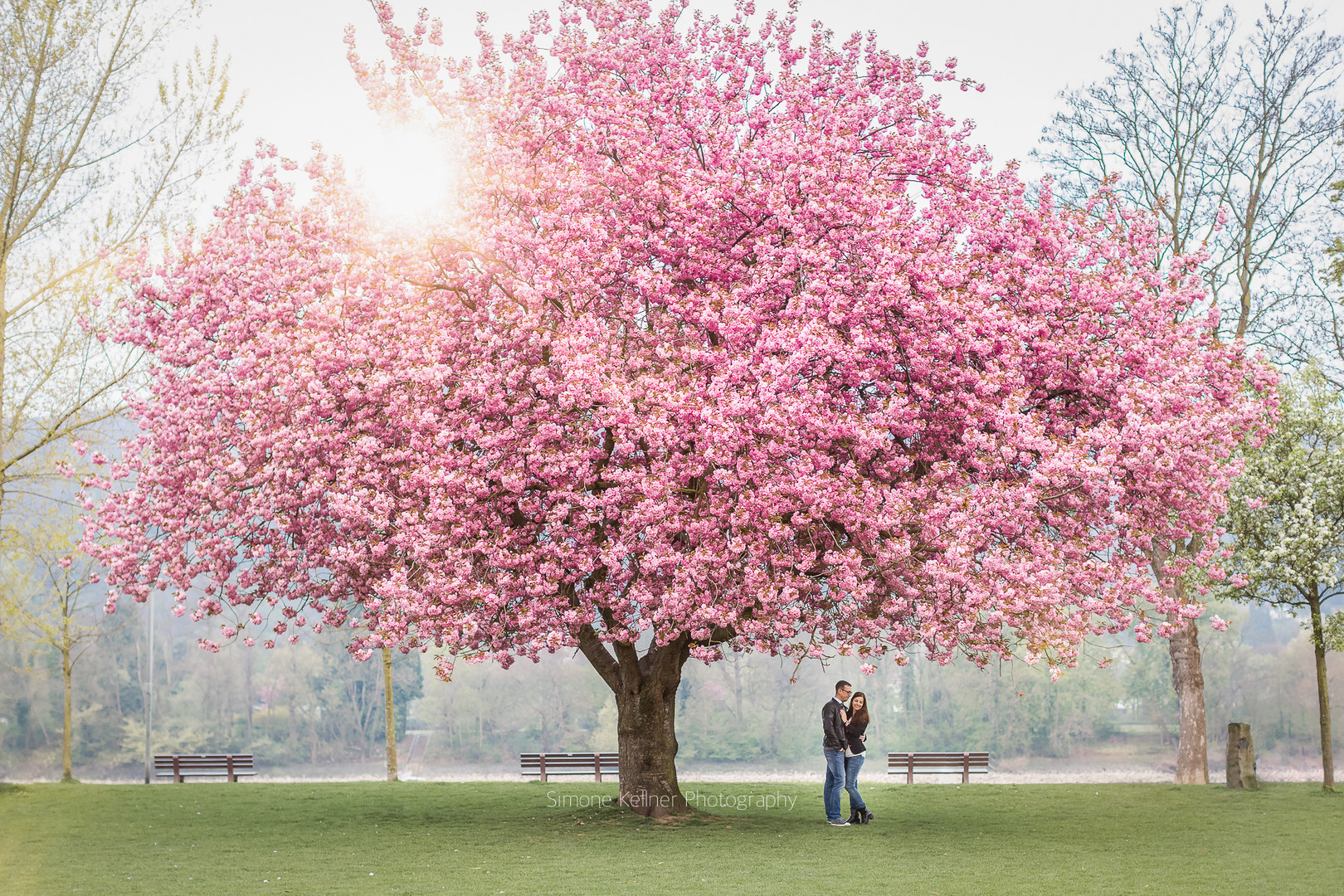 Kirschblüte