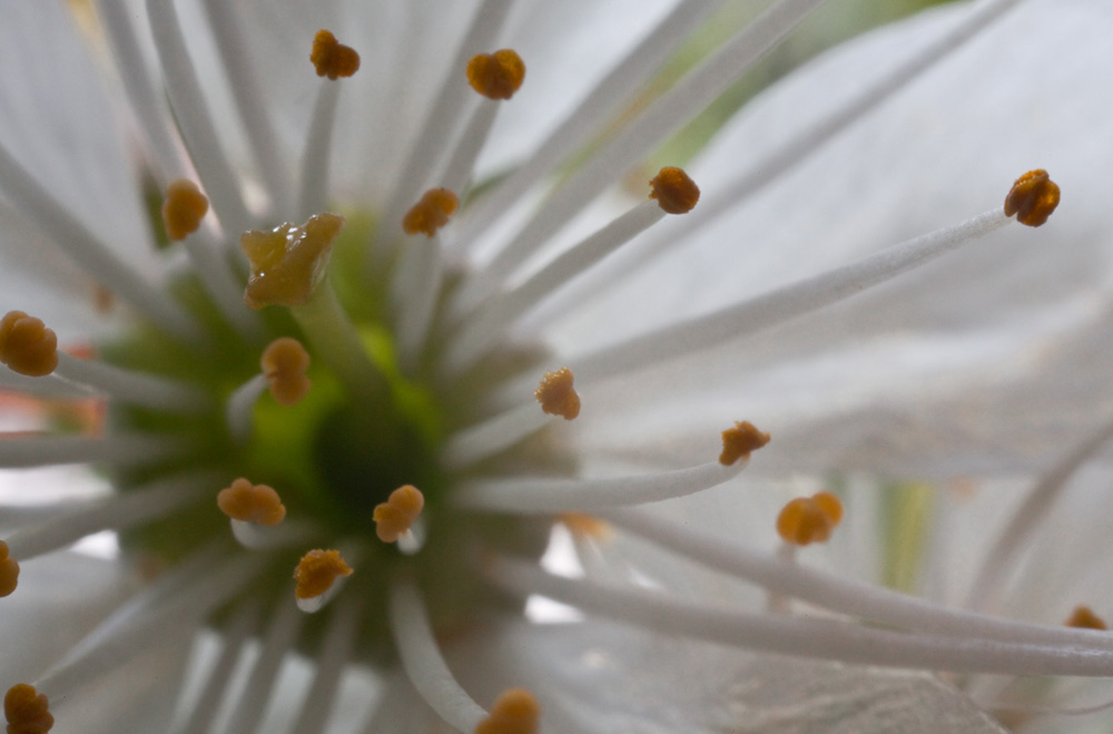 Kirschblüte ganz nah