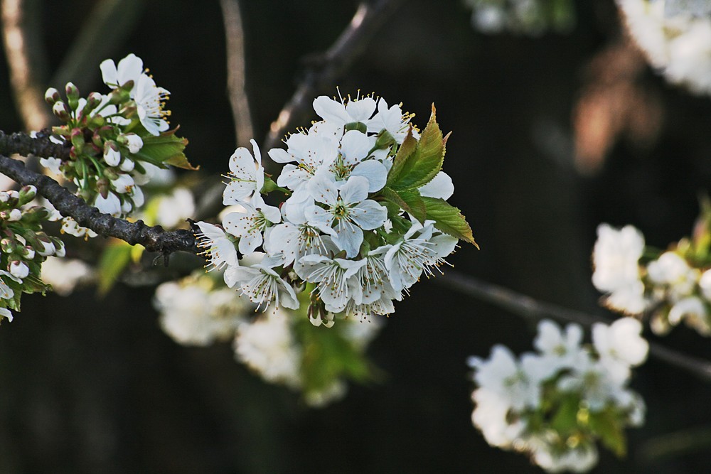 KIrschblüte ganz nah