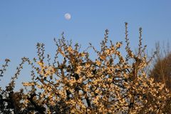 Kirschblüte grüßt Mond