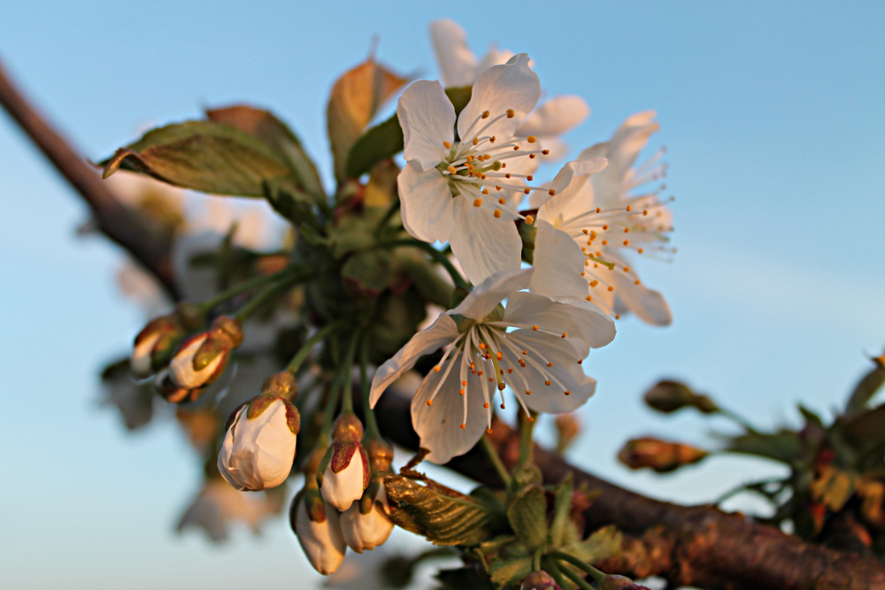 Kirschblüte Hanami