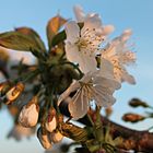 Kirschblüte Hanami