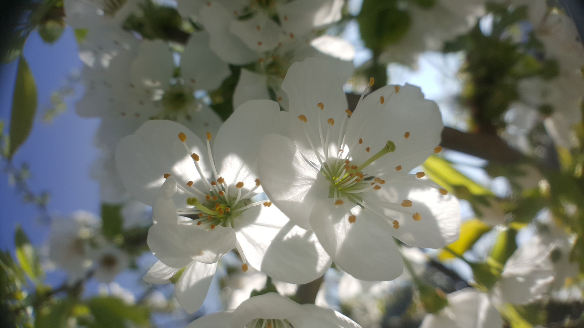 Kirschblüte Handyfoto 