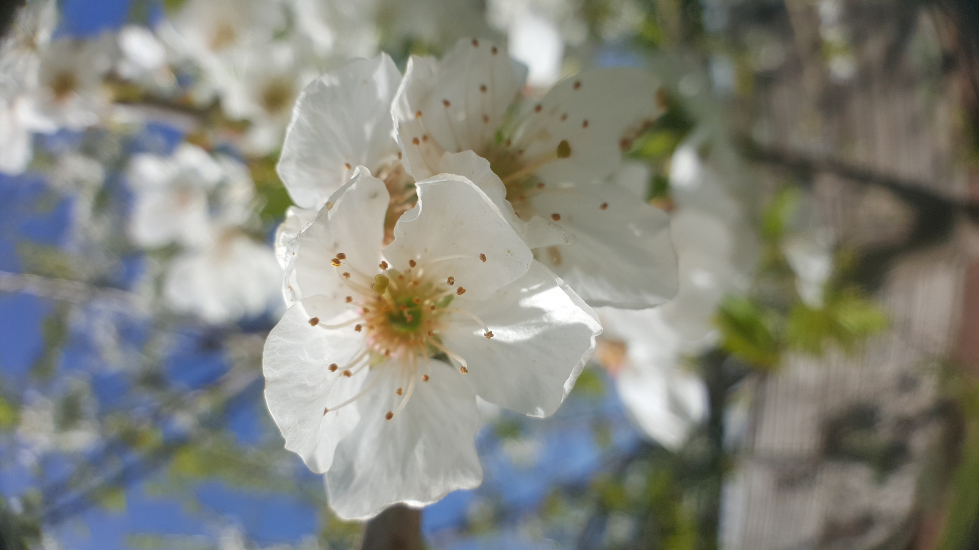 Kirschblüte Handyfoto 