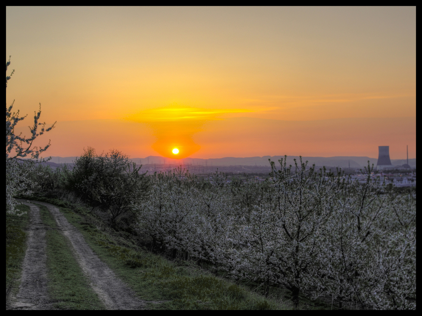 Kirschblüte HDR (2)