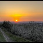 Kirschblüte HDR (2)