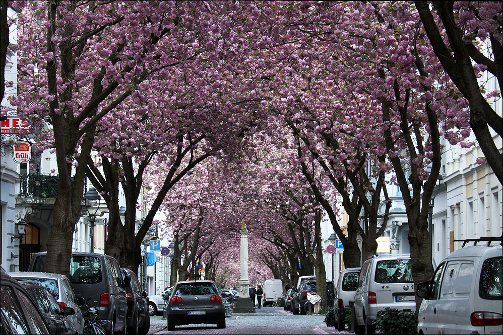 Kirschblüte Heerstrasse