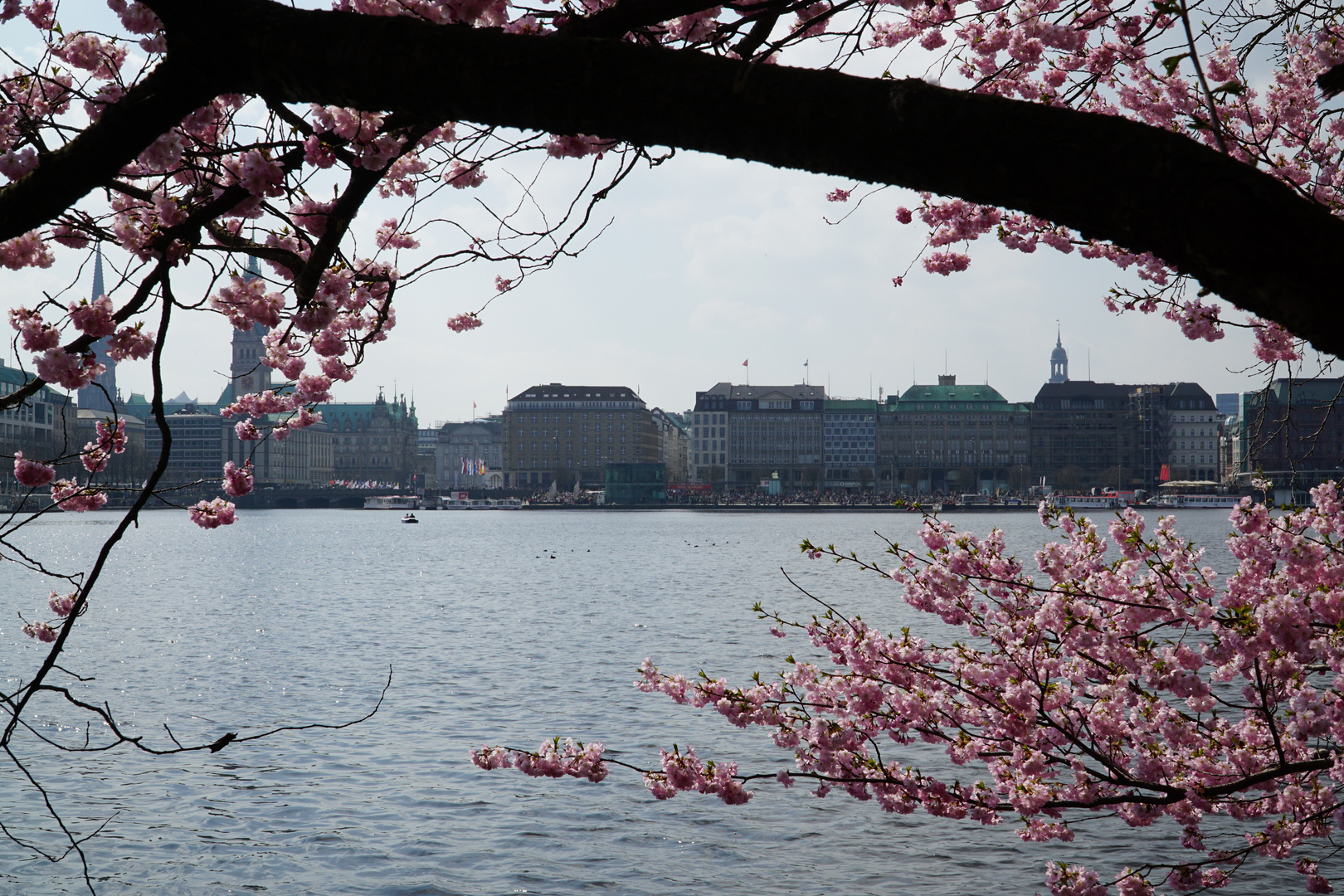 Kirschblüte HH Alster