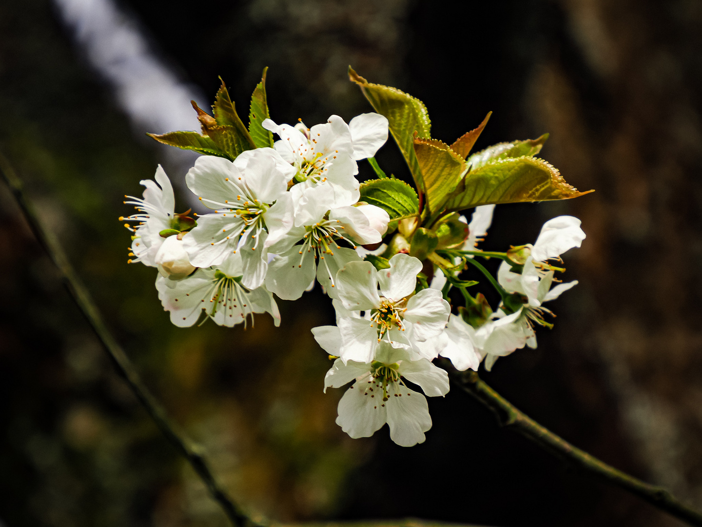 Kirschblüte ... hoffentlich nicht zu früh