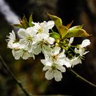 Kirschblüte ... hoffentlich nicht zu früh