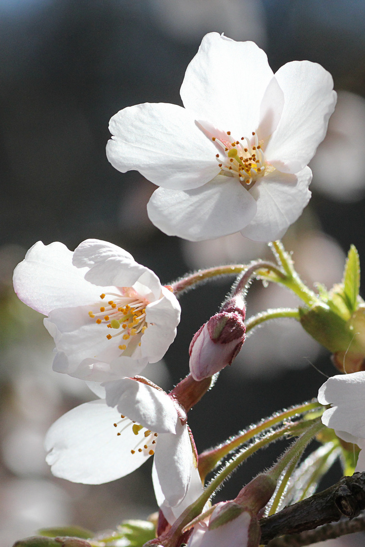 Kirschblüte I