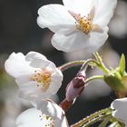 Kirschblüte I