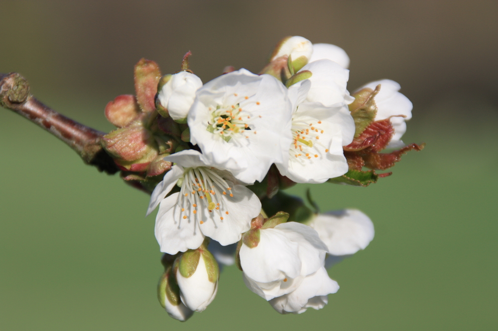 Kirschblüte I