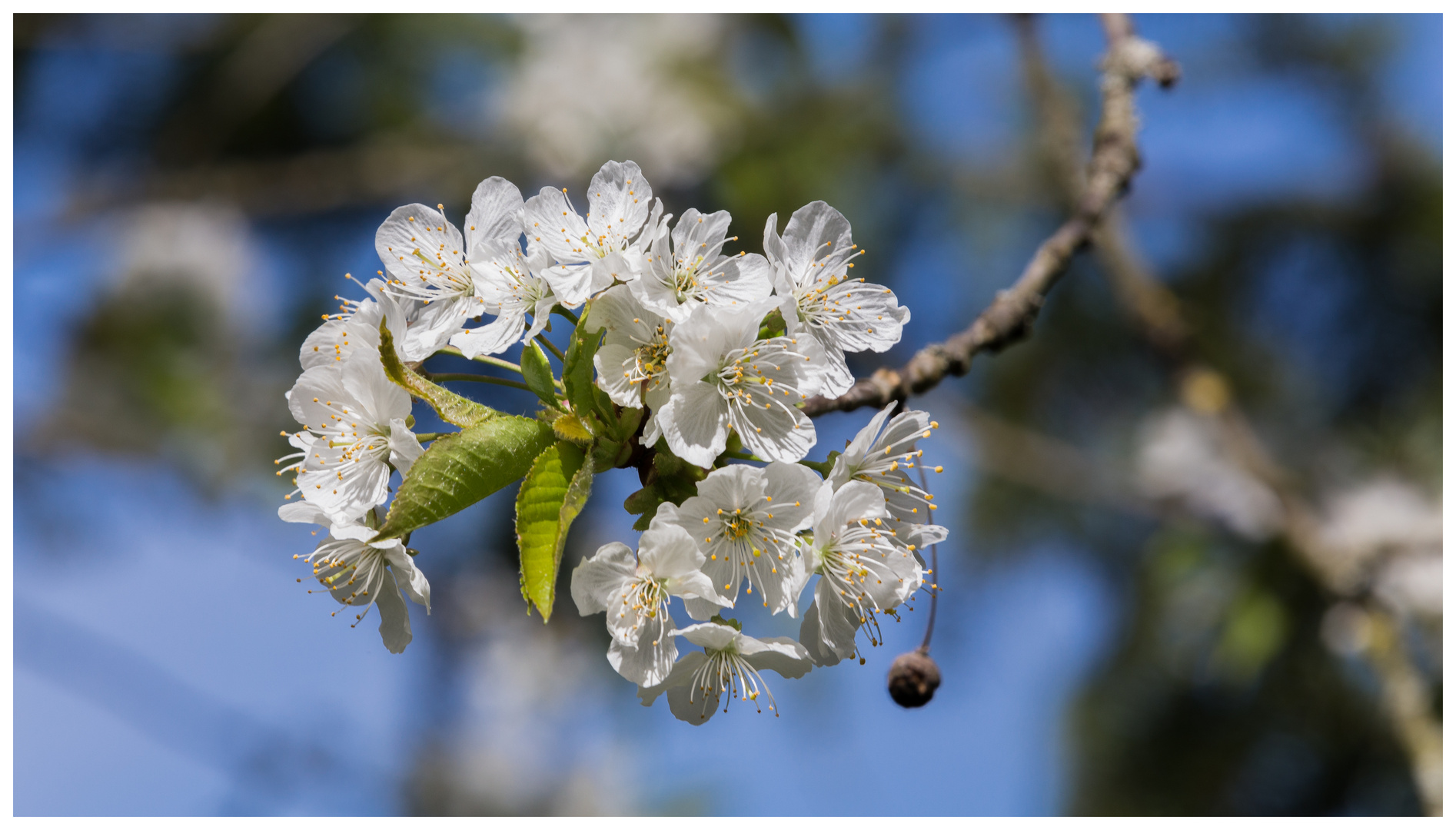 Kirschblüte I